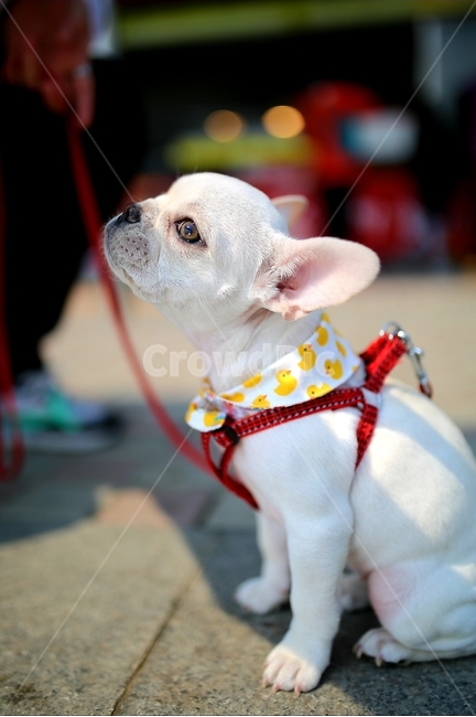 불독,반려견,강아지,동물,애완동물,프렌치불독,개,dog,포유류,animal,가정견,멍멍이,귀여운강아지,kitty,귀여운동물,시크,흰색,동물,animal,포유류,mammal,개,강아지,dog,doggy
