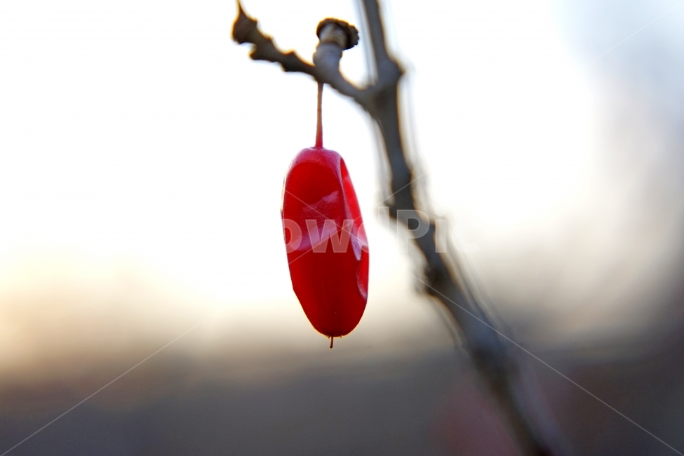 산수유,건강,가을,열매,이미지,과일,열매,fruit