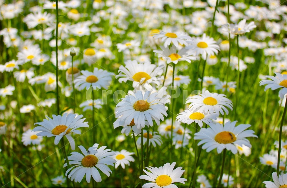 꽃,flower,들판,field,봄,spring,풍경,view,야생화,fieldflowers,봄,계절,spring,season,식물,자연,plants,nature,꽃,flower,휴식,힐링,rest,relaxation,healing,plant,daisies,데이지,blossom,daisy