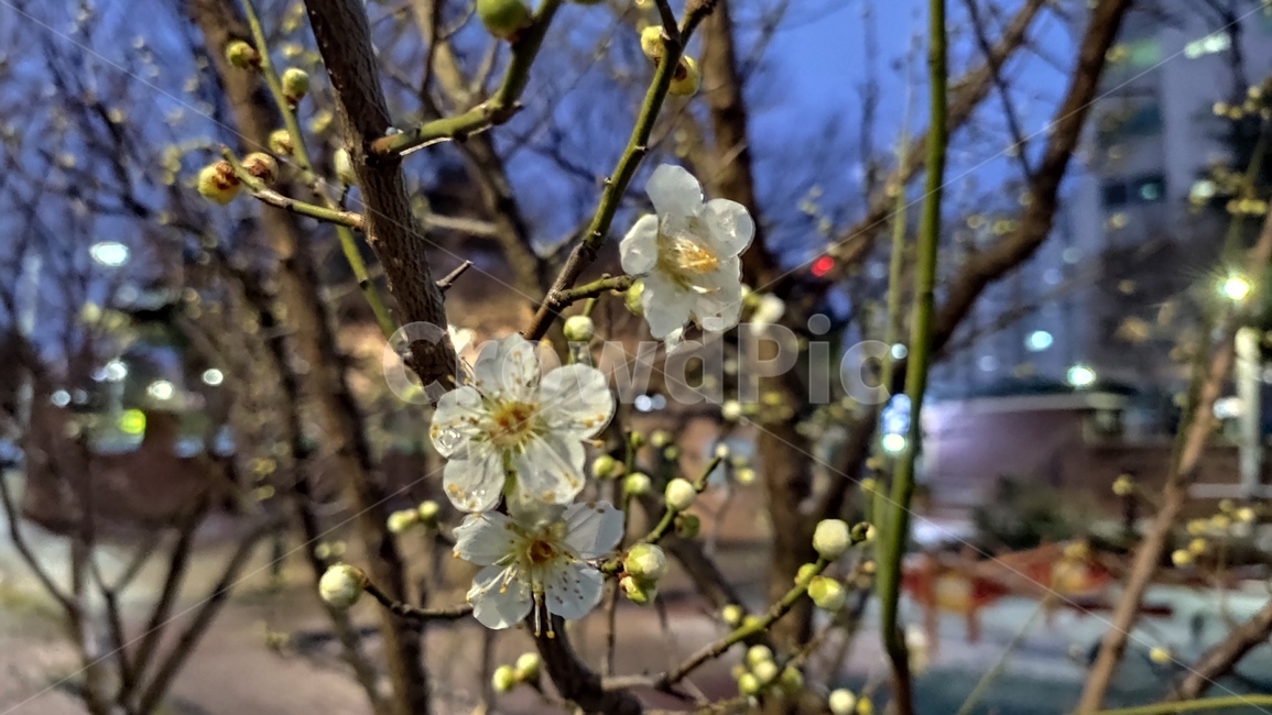 plant,식물,청매화,매화나무,매실나무,매화,매화꽃,봄꽃,장미과,식물,자연,plants,nature,꽃,flower