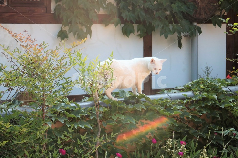 고양이,담장,담쟁이덩굴,식물,덩굴,동물,animal,포유류,mammal,고양이,cat,kitten,kitty