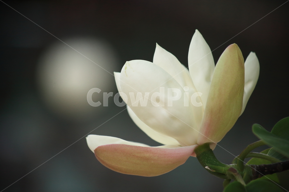 후박나무,일본목련,꽃,봄,magnoliaobovata
