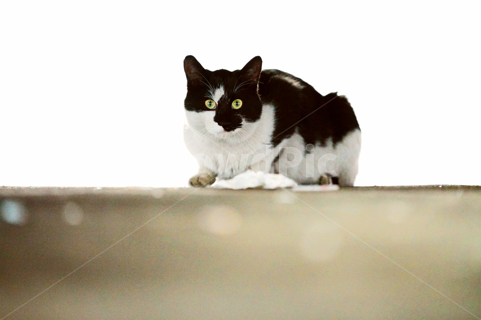 고양이,길고양이,길냥이,야옹이,냐옹이,냥냥이,반려묘,애완묘,반려동물,애완동물,야생동물,펫,캣,mammal,animal,pet,cat,동물,animal,포유류,mammal,고양이,cat,kitten,kitty