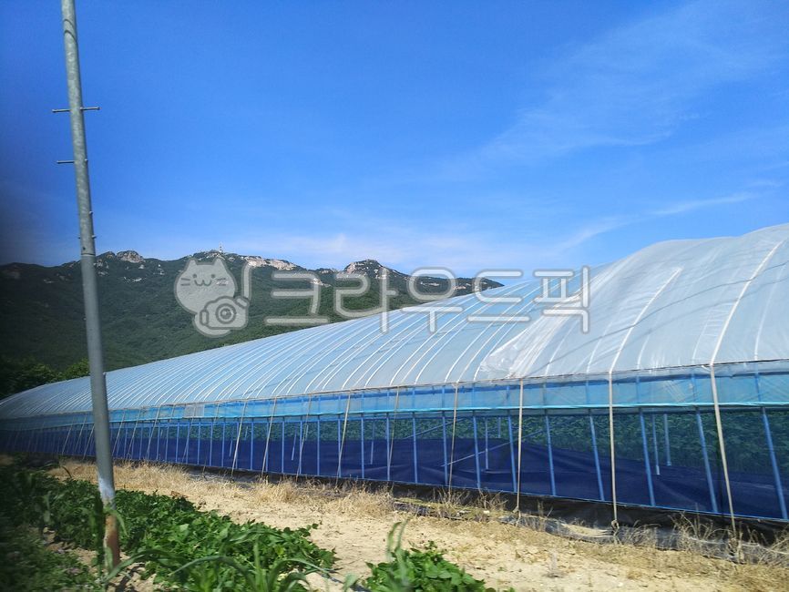 비닐하우스,하우스농사,하우스재배,온실재배,농업