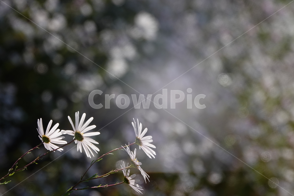 plant,식물,flower,꽃,가을,구절초,빛,꽃밭,식물,자연,plants,nature,꽃,flower
