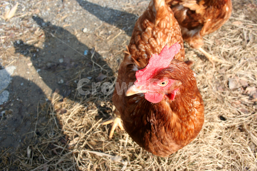 토종닭,닭,육계,닭사육,숫닭,동물,animal,조류,새,birds