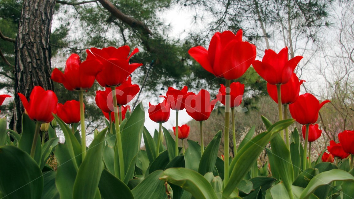 plant,식물,blossom,flower,꽃,튜울립,tulip,식물,자연,plants,nature,꽃,flower