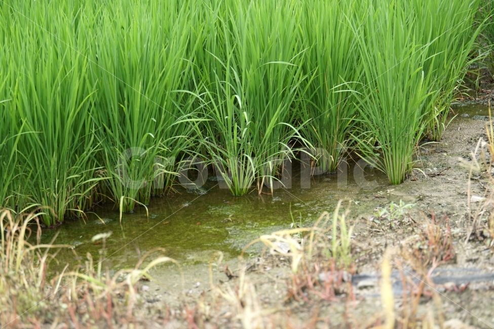 시골,농촌,벼,보리,논,밭,곡식,쌀,농사,모내기,여름,식물,자연,nature,country,경작,경작지,풀,풀잎,이파리,토지,흙,땅,물,water,한국,korea,풍경,힐링,힐링사진,감성,감성사진,그린,green,녹색,환경,이삭,농업,농산물,농작물,농작,추수,가을,재배,수확,생산,식사,요리,레시피,cook,식자재,식재료,식품,식료품,신토불이,건강,한국적,한국적인,autumn,9월,농부,느낌,분위기,컨셉,콘셉,concept,스냅,스넵,스냅사진,스넵사진,snap,푸른,푸르다,푸름,rice,식량,주식,farm,농지,벼농사,쌀농사,asia,아시아,동양,동양적,동양적인,명절,추석,추수감사절,snapshot,한국자연,한국의자연,landscape,시골,마을,풍경,landscape,country,rural,town,식물,자연,plants,nature