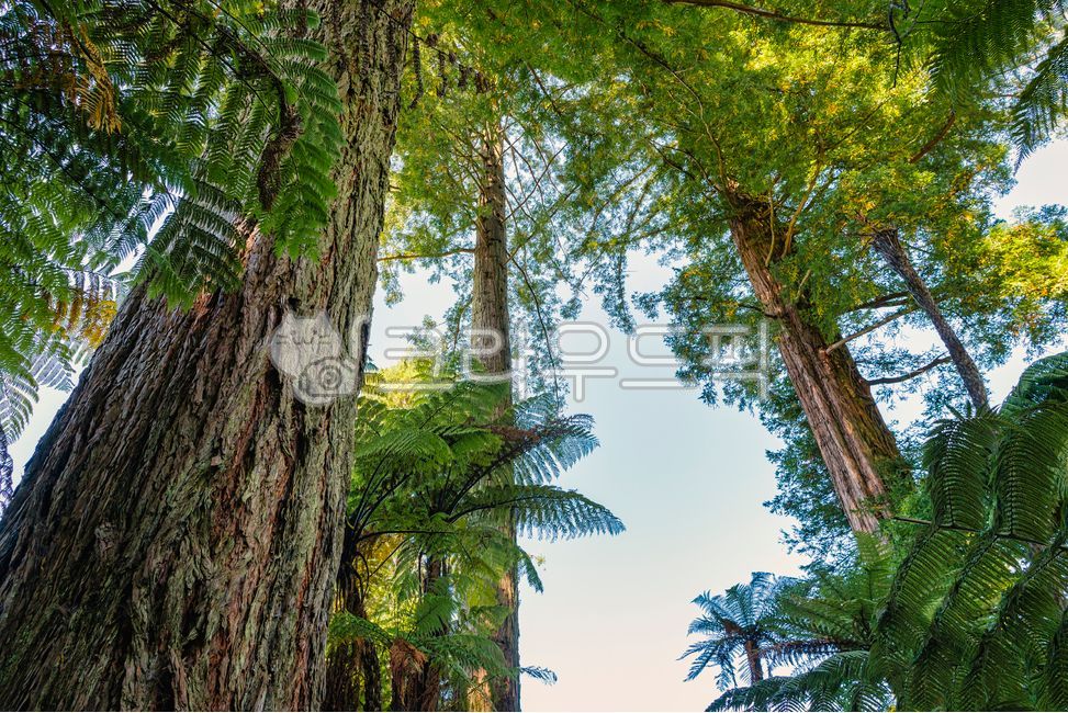 forest,summer,scene,spring,cedar,tree bark,tree trunk,fern,sight,treetrunk,sky,nature,redwood,tree,low angle,leaf,environment,softwood,outdoors,plant