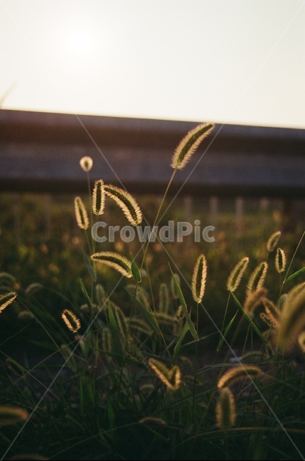 역광,강아지풀,잡초,식물,자연,길가,빛,식물,자연,plants,nature