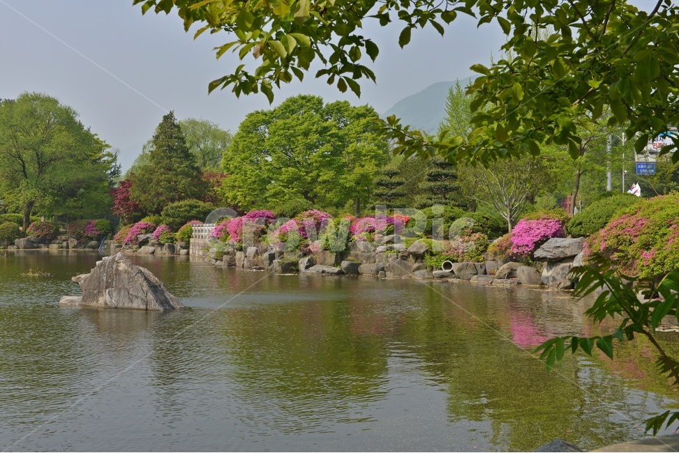 충남,대전,현충원,국립현충원,현충지,pond,못,garden,정원,연못,반영,현충지봄,철쭉,철쭉꽃,봄,계절,경치,경관,풍경,outdoors,옥외,nature,자연,water,물,plant,식물,tree,나무,정자,쉼터