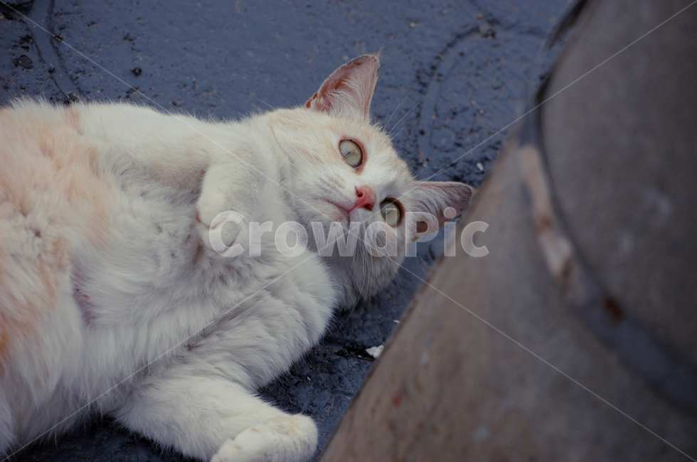 고양이,길고양이,전봇대,cat,치즈태비,치즈,치즈냥,동물,animal,포유류,mammal,고양이,cat,kitten,kitty