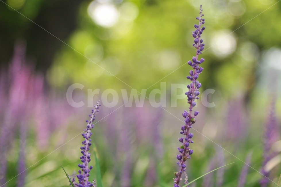 맥문동,보라빛향기,성주성밖숲,사진여행,감성사진,식물,자연,plants,nature,꽃,flower