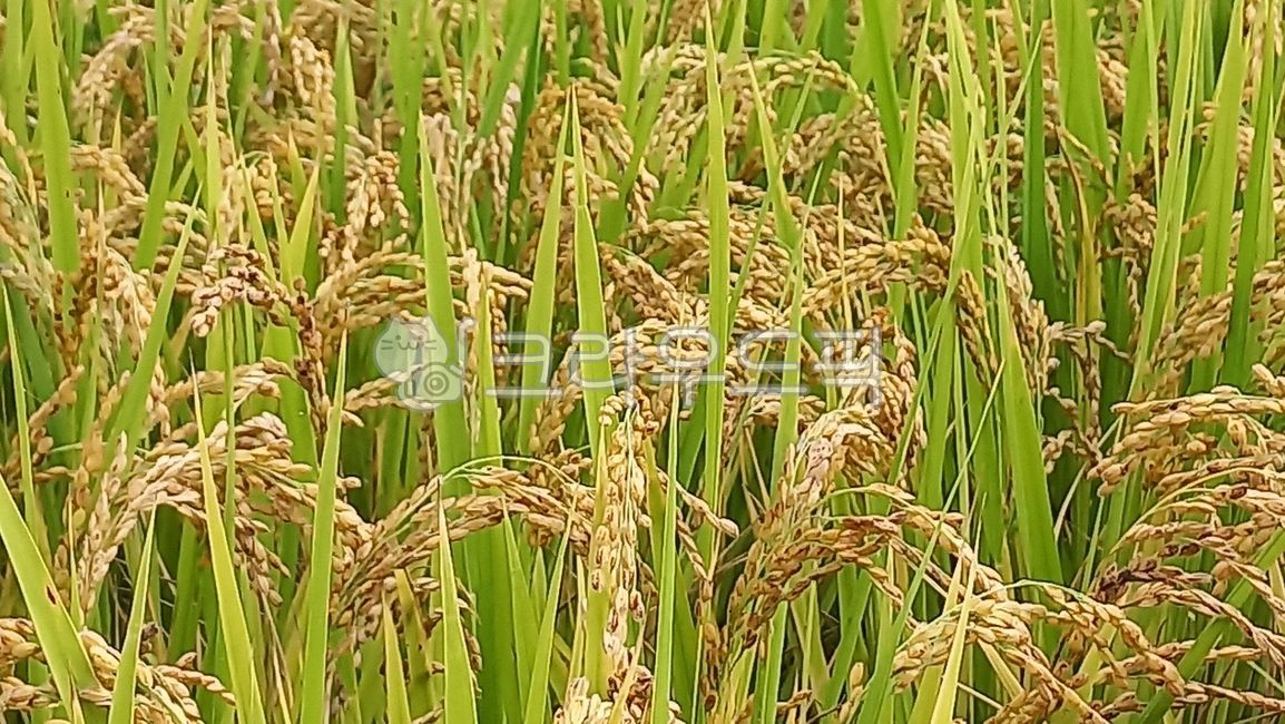 벼,쌀,나락,곡물,rice