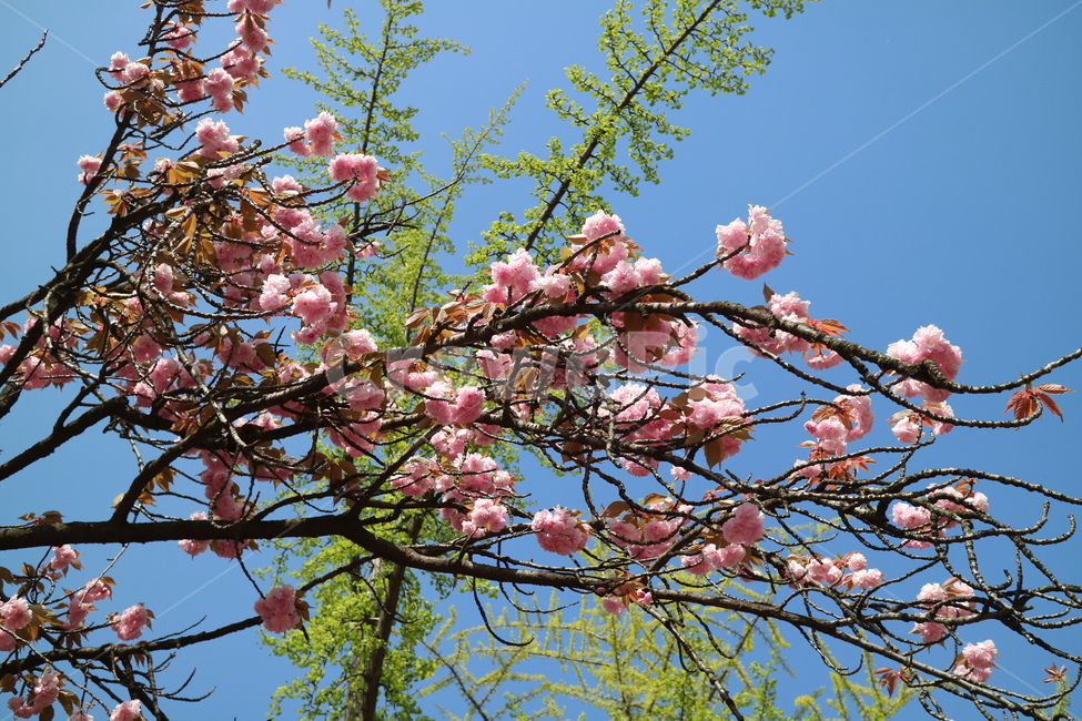겹벚꽃,벚꽃놀이,봄,꽃,어린이대공원,봄,계절,spring,season,식물,자연,plants,nature,꽃,flower,plant,blossom