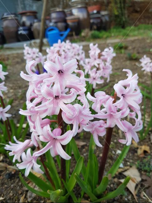 꽃,봄,식물,자연,숲,꽃,flower