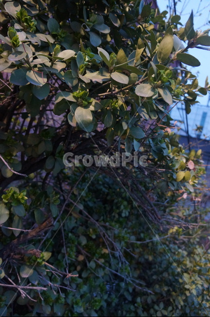 식물,잎,나무,덩쿨,잎파리,식물,자연,plants,nature