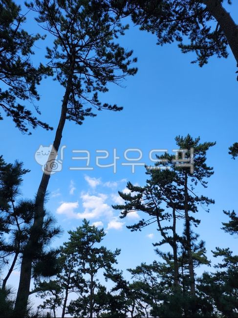 하늘,나무,소나무,가을하늘,숲속