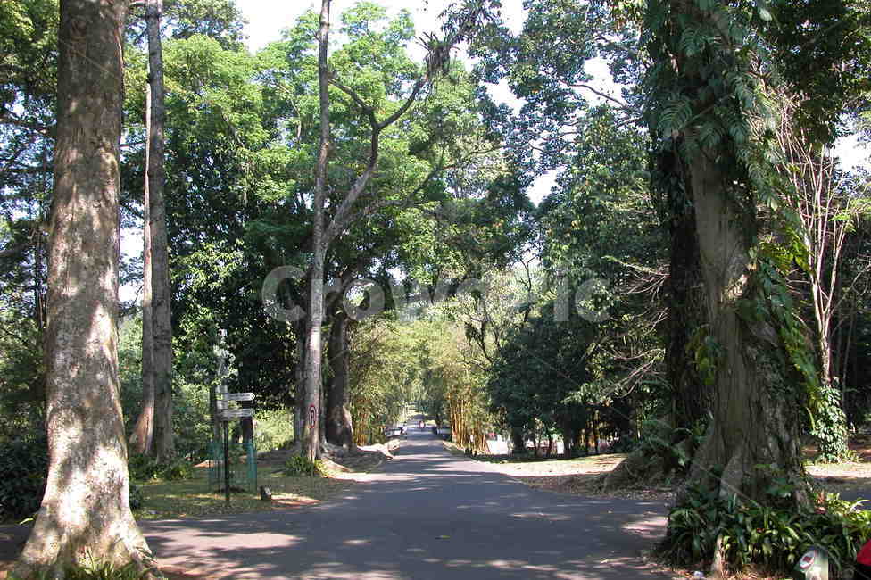 인도네시아,보고르식물원,보고르,나무,큰나무,indonesia,bogor,botanicgarden,botanic,garden,tree,bigtree