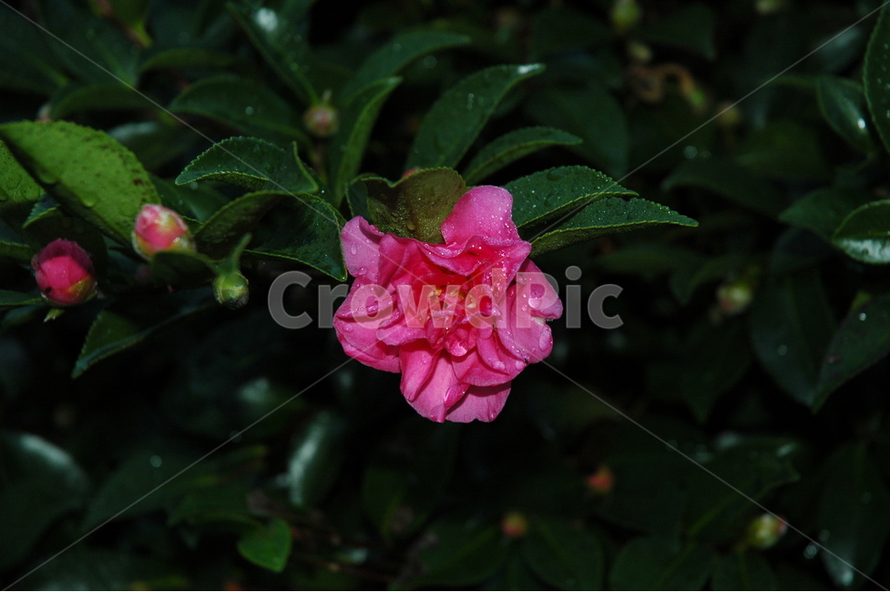 분홍동백,자연,동백,동백꽃,꽃,camellia,식물,자연,plants,nature,꽃,flower