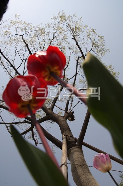 꽃,꽃잎,식물,화단,화분,나무,tree