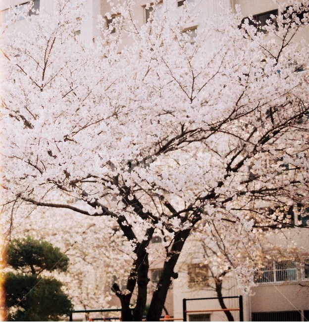 벚꽃,꽃,벚꽃나무,벚꽃축제,봄,나들이,사랑,spring,sakura,pink,blossom,필름,집앞,봄,계절,spring,season,plant,식물