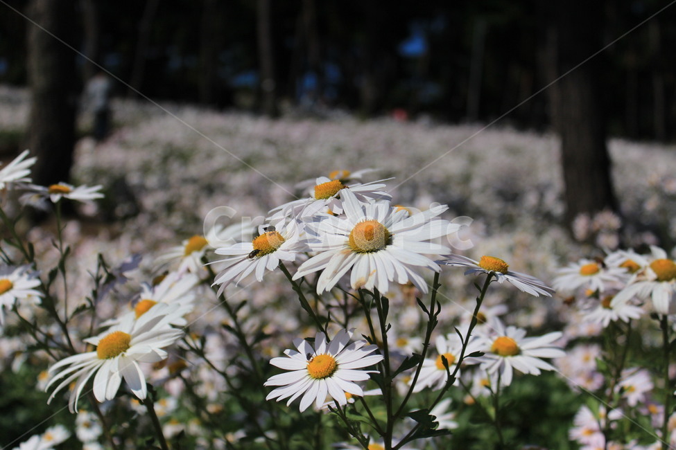 구절초,식물,자연,야생화,plant,daisies,데이지,blossom,꽃,가을,식물,자연,plants,nature,꽃,flower