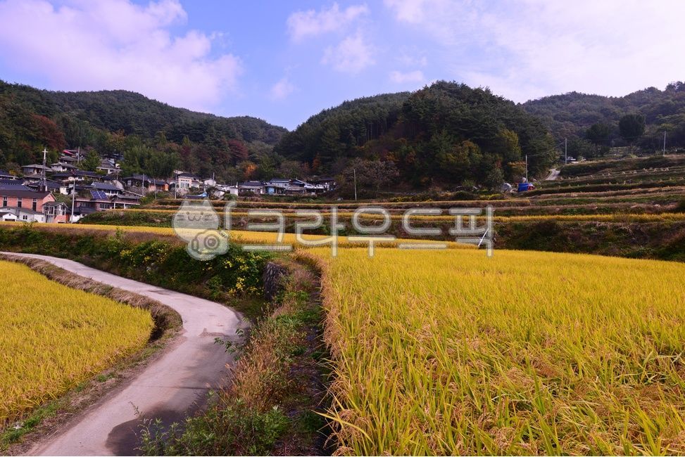 nature,자연,outdoors,옥외,field,들,경남,거창,소야마을,거창소야마을,소야마을다랭이논,다락논,농경지,농업,거창들녁,가을,계절,가을들녁,다랭이논,벼농사,논두렁