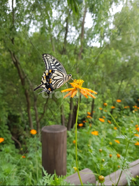 호랑나비,나비,swallowtailbutterfly,butterfly,꽃