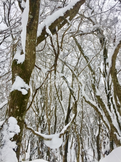 눈,눈꽃,나무,겨울,한라산,겨울,계절,winter,season,자연,풍경,nature,landscape,식물,plants,나무,trees,wood,outdoors,옥외,tree,plant
