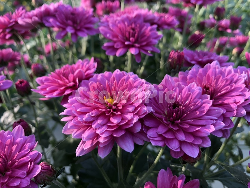 국화,꽃,flower,blossom,국화꽃,식물,plant,greenhouse,온실,분화,화분,식물,자연,plants,nature,꽃,flower