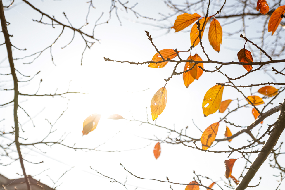 plant,식물,leaf,잎,낙엽,나무가지,가을,계절,fall,autumn,season