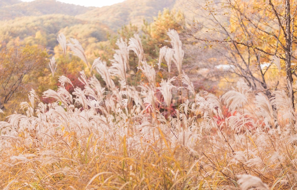 자연,가을,억새,plant,식물,가을,계절,fall,autumn,season,식물,자연,plants,nature,grass,잔디,lawn,reed,갈대