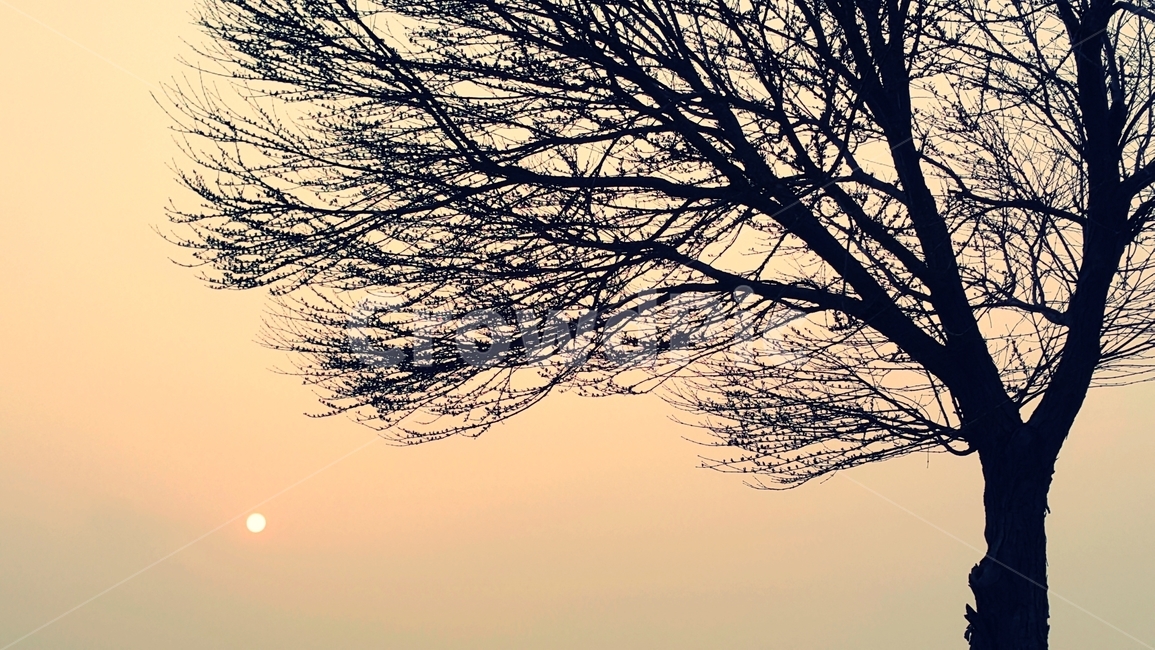 nature,자연,outdoors,옥외,sunlight,햇빛,sunset,일몰,sky,하늘,redsky,붉은하늘,dusk,황혼,dawn,새벽,나무