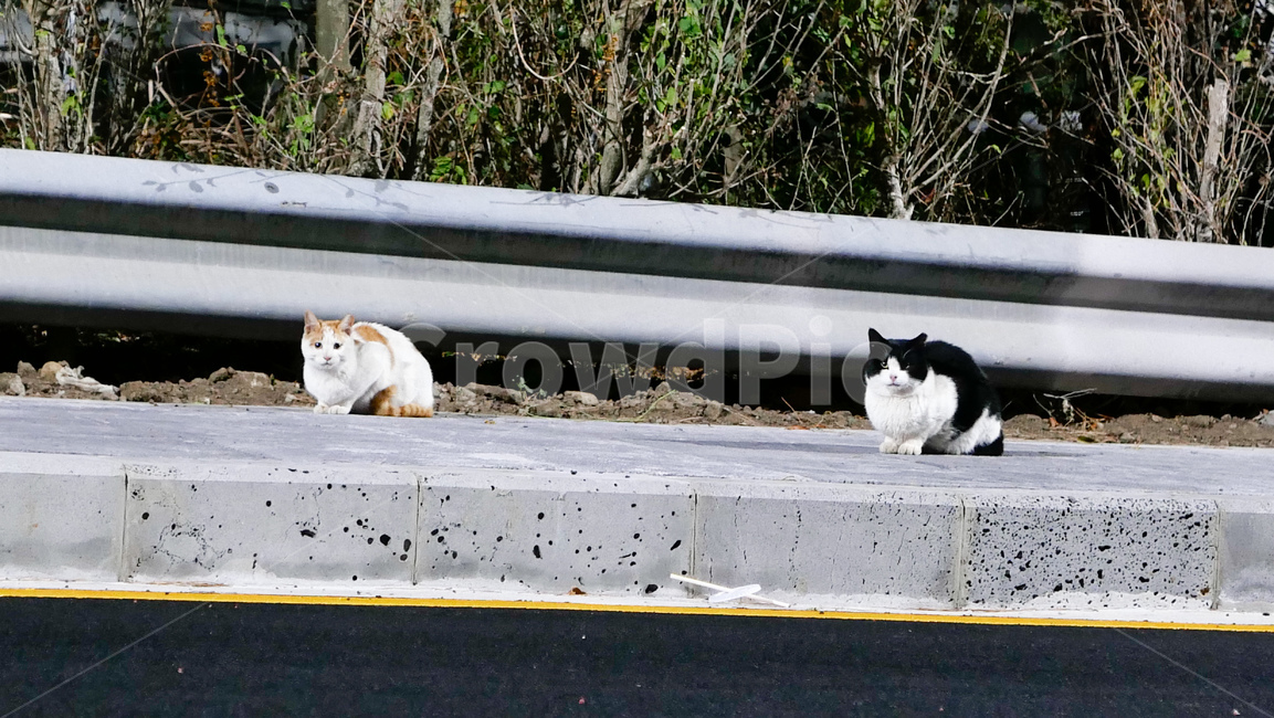 handrail,banister,난간,animal,동물,pet,mammal,포유류,cat,고양이,길냥이,동물,animal,포유류,mammal,고양이,cat,kitten,kitty