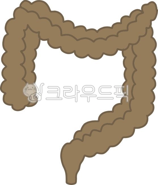 Large intestine,human anatomy elements,small intestine,digestive system,digestion,body parts,gastrointestinal tract,human body,human organ illustration,human anatomy elements,anatomy,human digestive system,stomach,human illustration