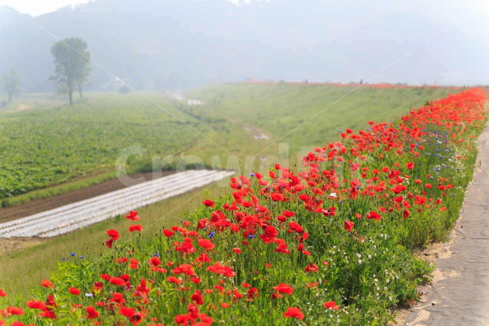 풍경,꽃,나무,자연,양귀비,봄,여름,식물,식물,자연,plants,nature,풍경,landscape,꽃,flower,field,들,outdoors,옥외,grassland,목초지,plant