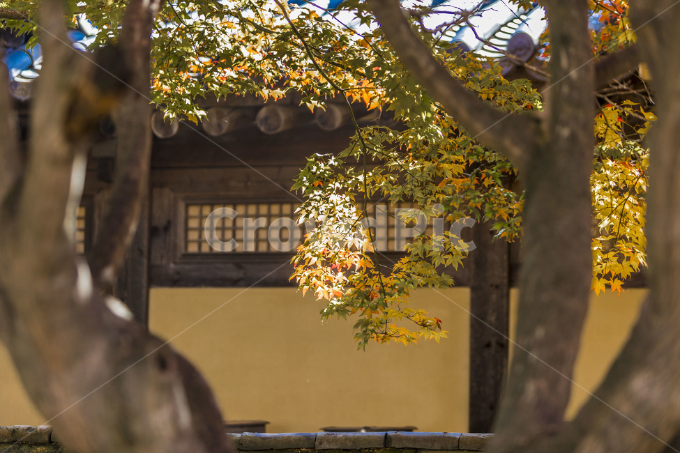 단풍,가을,창호,기와,감성,느티나무,가을,계절,fall,autumn,season,한국전통,한국문화,korean traditional,korean culture,건축물,건물외관,exterior,building,structure,architecture,construction,tree,나무,plant,식물