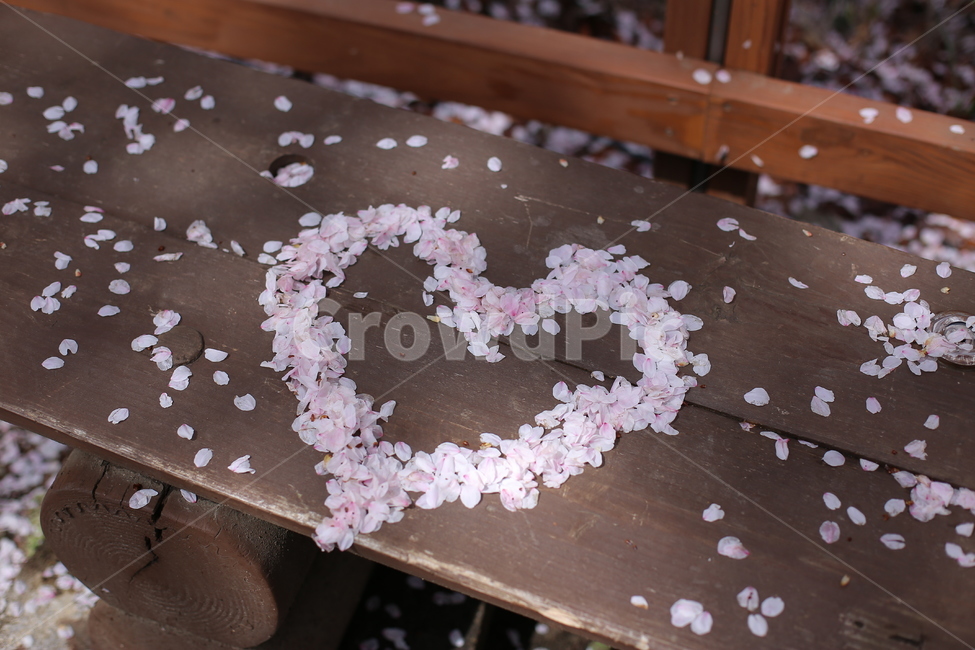 봄,벚꽃,하트,꽃잎,핑크,의자,벤치,꽃잎하트,사랑,분홍,heart,sakura,봄,계절,spring,season,꽃,flower,감정표현,기분,feeling,emotion,연출,컨셉,콘셉,direction,concept,plant,식물,petal,blossom