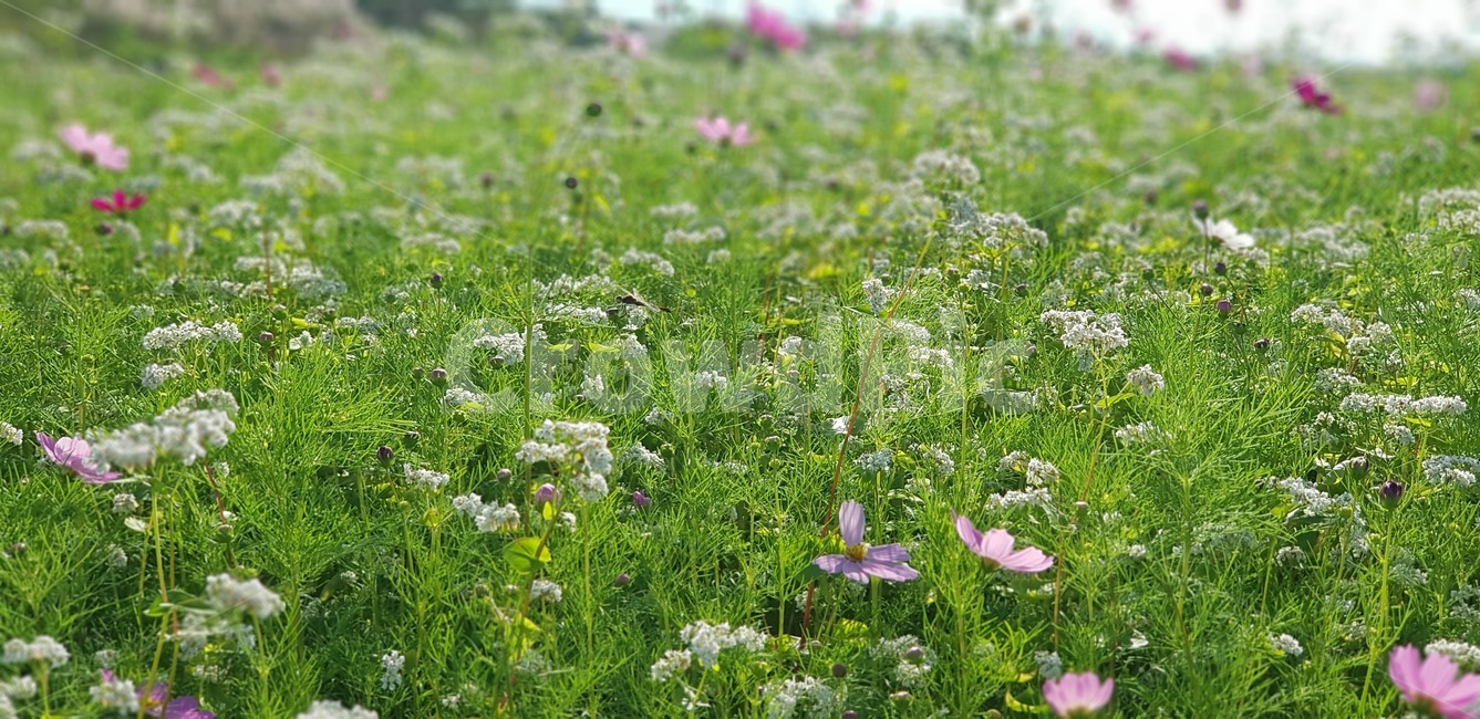 가을,꽃,코스모스,메밀꽃,순수,식물,자연,계절,풍경,감성,flower,서정,nature,하늘,가을,계절,fall,autumn,season,식물,자연,plants,nature,꽃,flower,outdoors,옥외,grassland,목초지,field,들,rural,농촌,farm,농장,meadow