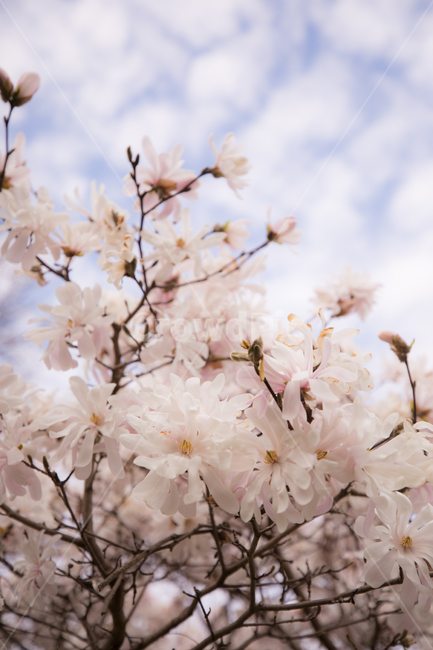 나무,파란,하늘,하늘꽃,배경사진,봄,꽃,만남,자연,풍경,3월,봄,계절,spring,season,식물,자연,plants,nature,꽃,flower,plant,blossom