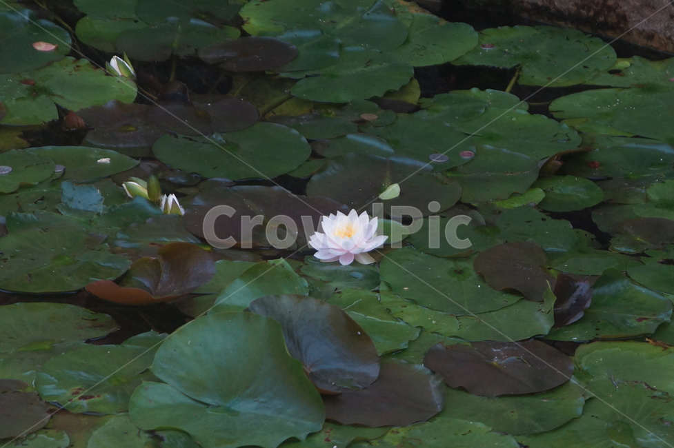연꽃,식물,flower,꽃,plant,blossom,식물,자연,plants,nature,꽃,flower