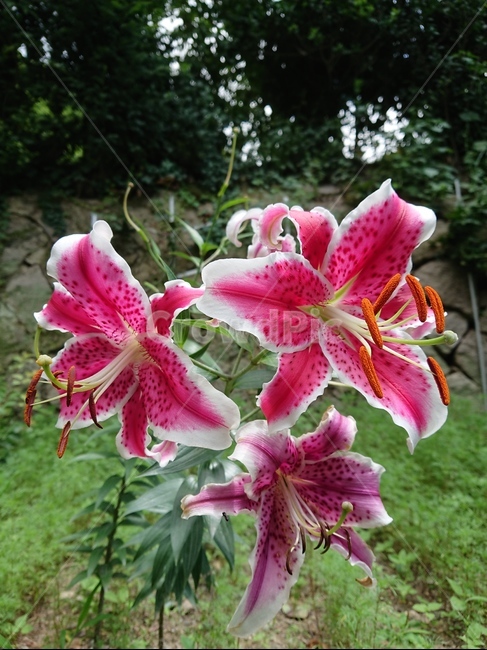 plant,식물,blossom,꽃,flower,나리