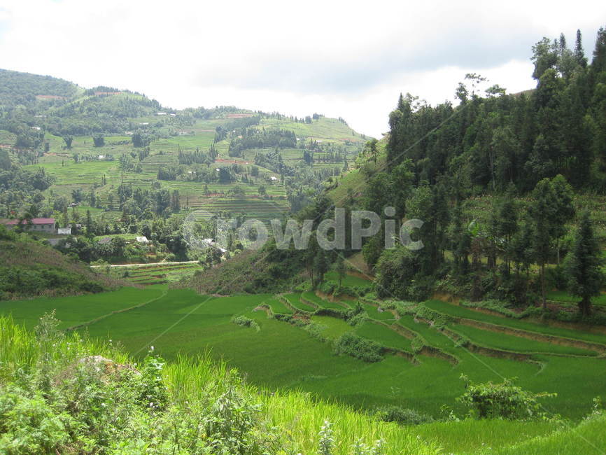 nature,자연,outdoors,옥외,field,들,grassland,목초지,countryside,시골,green,ricefield,paddyfield,계단식논,다랭이논