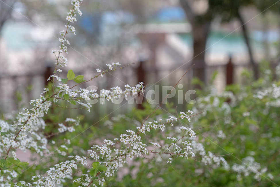 설유화,봄,봄꽃,설유화봄꽃,광주,흰색꽃,flower,beutiful,sentimental,whiteflower,spring