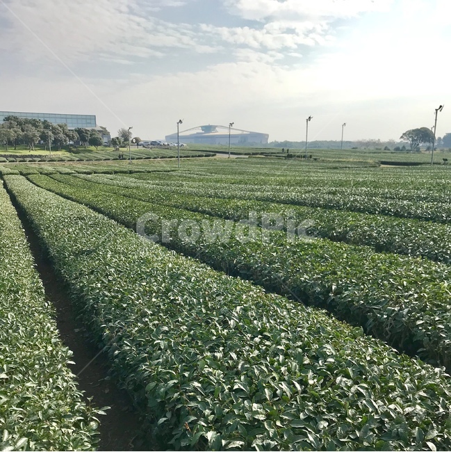 제주도,녹차,녹차밭,식물,싱그러움,초록,초록색,green,jeju,plants,greentea