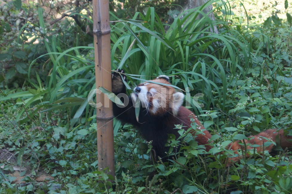 랫서팬더,팬더,동물,귀여움,동물원,동물,animal,포유류,mammal