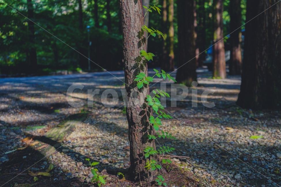 식물,자연풍경,감성사진,여름,휴식,여행,식물,자연,plants,nature