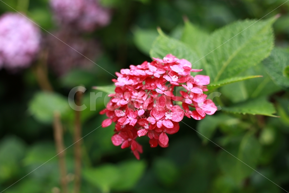 수국,꽃,축제,태종대,수국축제,접사,태종사,식물,자연,plants,nature,꽃,flower