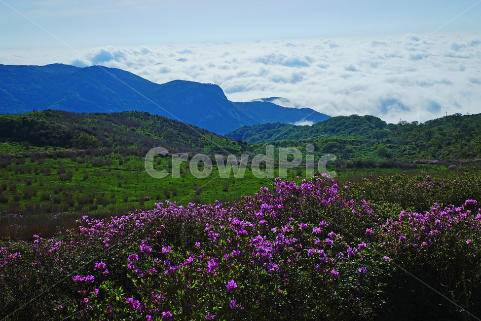 황매산,합천군,철쭉,풍경,산,자연,풍경,nature,landscape,field,들,grassland,목초지,outdoors,옥외,farm,농장,rural,농촌,meadow